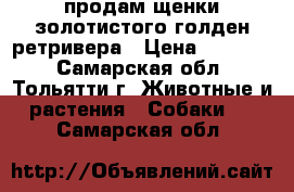 продам щенки золотистого голден ретривера › Цена ­ 15 000 - Самарская обл., Тольятти г. Животные и растения » Собаки   . Самарская обл.